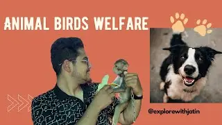 Animal Birds Welfare in sirsa | Helping animals and Birds |