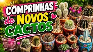 Novos Cactos Pra Cole&ccedil;&atilde;o Com Nomes: Cactario JD