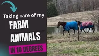 Preparing my horses for the 2026 snow/ice storm!!🥶❄️#horses #snowstorm #barrelhorses