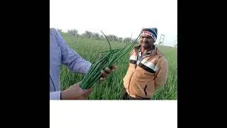 Dungali (PYAJ)  Onion | Biofit results | Vipul 9909404258