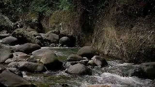 Flowing River Sound for Deep Sleep | Calm Nature Noise for Wellness and Sleep Aid