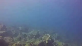 Spotted Eagle Ray at Koloa Landing, Kauai south shore