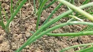 volaray use onion filed.পেঁয়াজ এর মাঠ। রুপপুর।রাজবাড়ী. ভোলারে ব্যবহার করে কৃষকের  খুশি দেখে কে। 