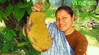 Tasty Ripe Jackfruit In Our Garden | @Anju-life-explorer