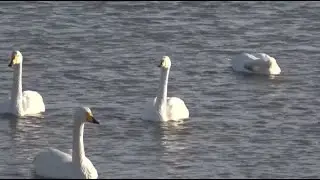 Whooper swans fly back home after wintering in China's Shandong