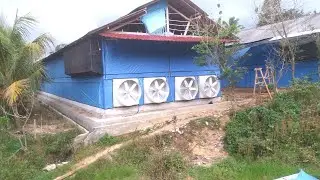 Poultry farming broiler chicken / Broiler chicken coop in indonesia