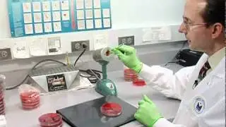 1 Streaking for Isolation--Subcultures--E. coli