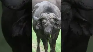 Cape buffalo and Red-billed oxpecker. B&uacute;falo del cabo y el picabueye piquirrojo #capebuffalo #safari