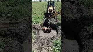 Cow Fell Into Deep Pit of Watermelon Field | Shocking JCB Rescue Operation 🚜🌾