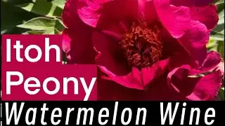 Watermelon Wine Itoh Peony. #paeonia #peony #peonies #perennial #flowers #gardening