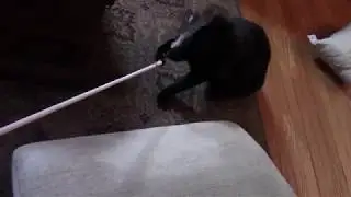 Cats playing with their favourite toy