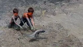 primitive fishing video from pond | easy way to catch huge shnakhead fish from muddy pond | part-3