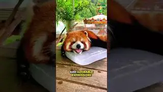 Красная панда | Одно из самых милых животных на Земле