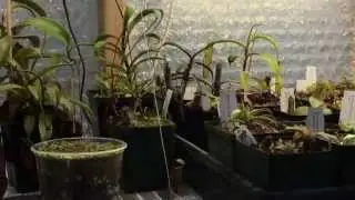 SUPPLEMENTAL GREENHOUSE LIGHTING FOR THE DARK DAYS OF WINTER - SAFETY FIRST!