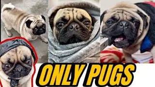 Only Pug can make us Happy and Laugh 🐶 
