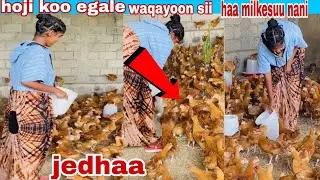 #hoji egallee kunoo waqayoon sii haa milkesuu nanii jedhaa dhamasaa shamaraan tenyaa biyaa arabatiif