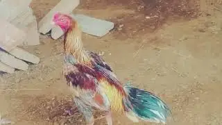 Murga Rooster 🐓🐓 with female hen meeting fast time