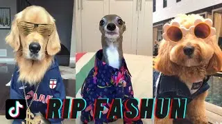 2020 RUINED THESE DOGS' FASHION RUNWAY | Love it couldn&rsquo;t wear it tiktok compilation