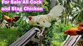 All Quality Chicken Lover