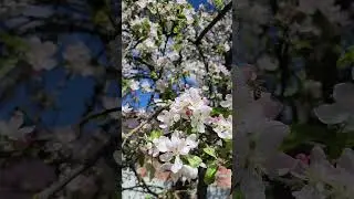 Весна прекрасна! #весна#яблонивцвету#blossom#russiablooming#flowers#appletree#blossom#spring