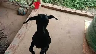 funny bakri😂😂😂😘😘😘😘#backre#jumping