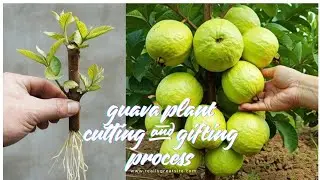 How to grow Guava Tree cutting and Grafting Technique ! Guava Cutting 100% Success Unique Technique