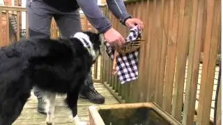 Muzzle Training Made Easy