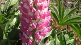 Bumble Visits Lupin