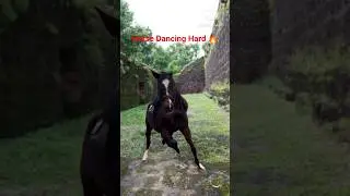 🐎 Horse Dancing To Music ! 😜🔥#shorts #shortsvideo #baby #horsedance #babydance #trending #viral