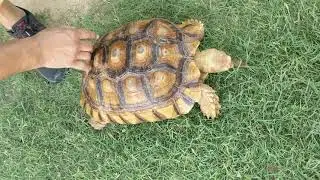 Ticklish turtle
