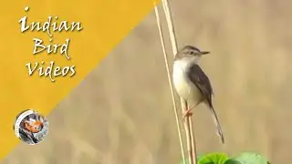 The Plain Prinia (Prinia inornata) - Indian Bird Videos