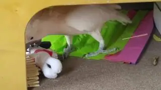 Snoopy Gets Beat Up & I Get In Trouble For Laughing!!