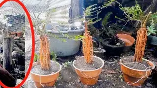Yang Lagi Viral, Cara Program Akar Bonsai Menggunakan Potongan Bambu @APESYAMBONSAI