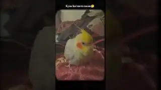 kuku 🎀#explore #viral #nature #birds #trending #shorts