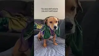 Костюм собаки &laquo;Фокус-покус&raquo;!