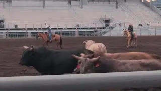Broncs and bulls from C5 Rodeo power Last Chance Stampede