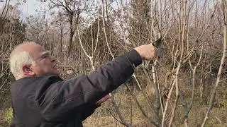 Ağaç nasıl budanır Armut ağacı budaması