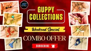 Imported Guppy Fish Collections & Combo Offers | #fishcare #fish #guppyfish #guppyfishbreeding