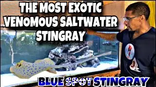 THE MOST EXOTIC VENOMOUS SALTWATER STINGRAY *BLUE SPOT STINGRAY*