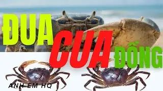AEHQ | Cuộc đua kỳ th&uacute;, Đua Cua đồng | Anh EM HQ