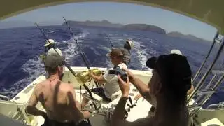 Blue marlin-action, Kapp Verde, april-mai 2014