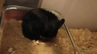 Syrian hamster cleaning itself!