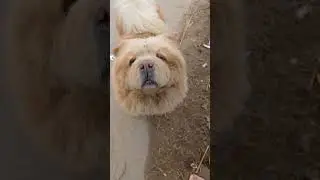 Beautiful dog #india #animals #vlogs #viralvideo