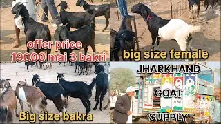 ||JHARKHAND UTTAR PRADESH BORDER BAKRA MANDI||OFFER PRICE CHEAP AND BEST QUALITY DESI BLACK BANGAL||