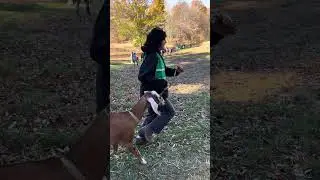 Walking GOATS! #goat #goats #walk #walking #nature #philadelphia #pa #philly #phillygoat #animals