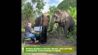 Piano for Two Elephant Friends #piano #music #classicalmusic #pianomusic #elephant