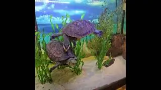 Turtle behavior. playing or fighting?