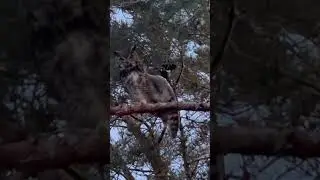 Great horned owl close to dusk stretching his wings in Kingman Arizona