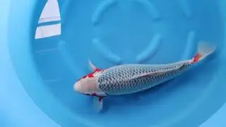 Ikeage 2020 REF 2010-073 Asagi sansai female 60cm Ooya Koi Farm