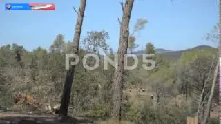 Dry Forest | HD Stock Video Footage | Production Music